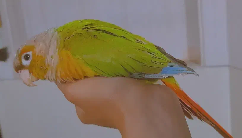 طوطی گرینچیک گم شده|حیوانات|اصفهان, سنبلستان|دیوار