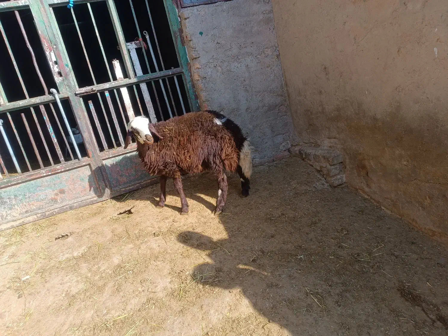 بره نر|حیوانات مزرعه|شیروان (لرستان), |دیوار