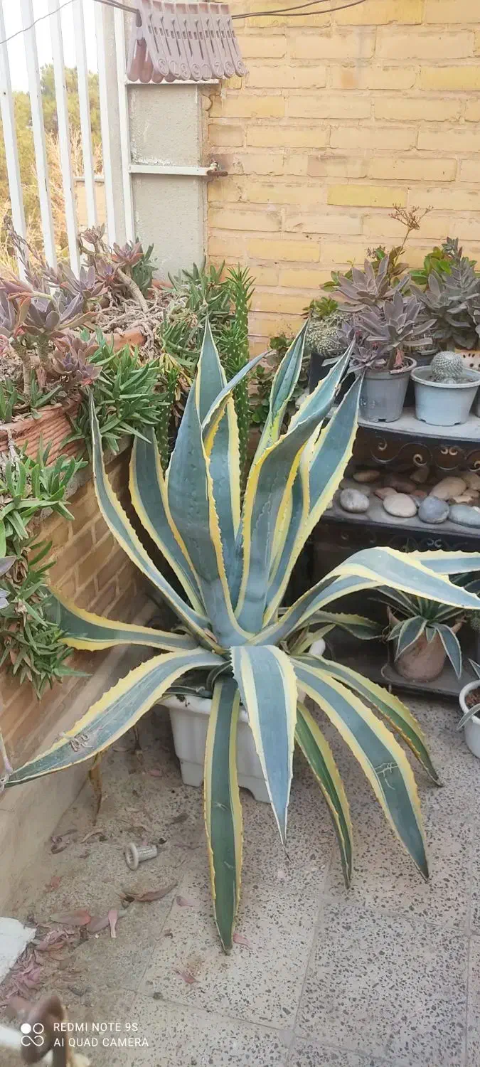 گل آگاو|گل و گیاه طبیعی|فولادشهر, A2|دیوار