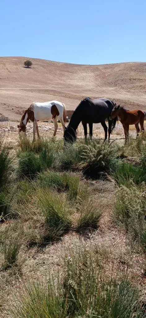 اسب.مادیون و کره اسب|اسب و تجهیزات اسبسواری|خرمآباد, |دیوار