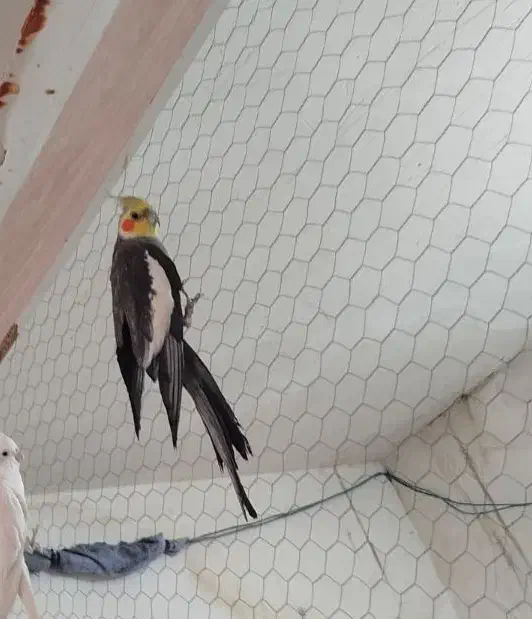 ابلغ|پرنده|قائن, |دیوار