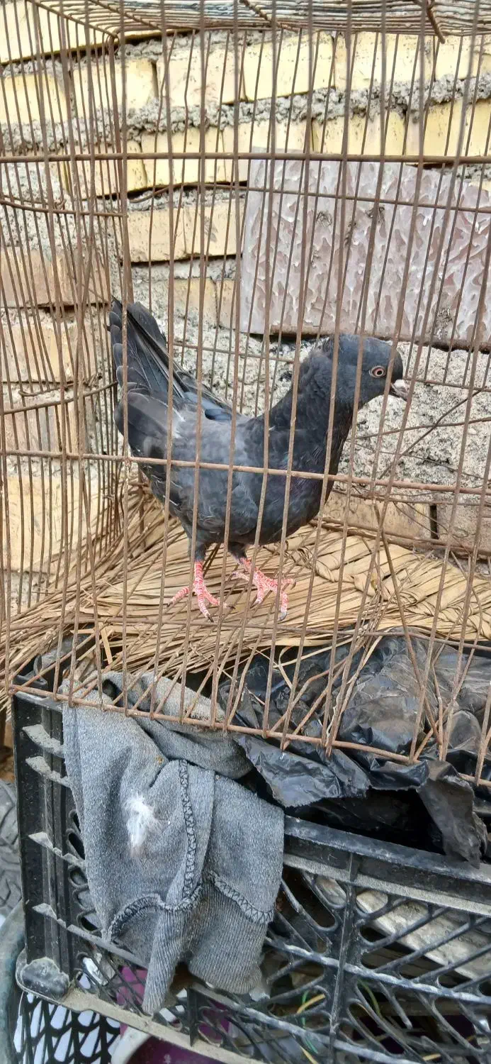 جوجه نر ابادانی|پرنده|خرمشهر, |دیوار