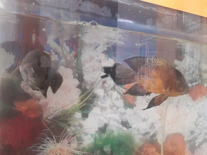 ماهی اسکار|ماهی|صحنه, |دیوار