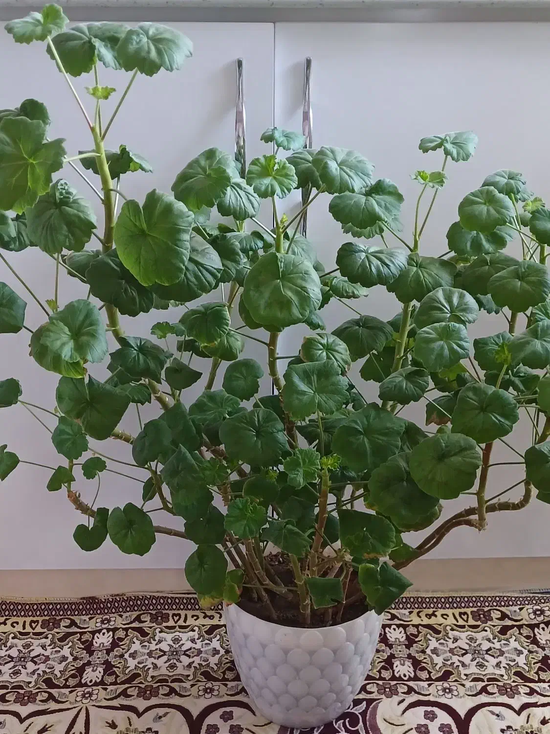 ارزون|حراج|خوی, |دیوار