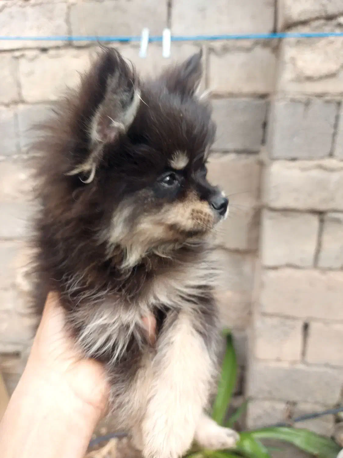 توله پامر عروسکی|سگ|جیرفت, |دیوار