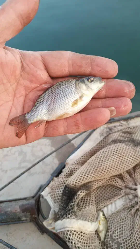 بچه ماهی کپور طلایی|ماهی|خرمآباد, |دیوار