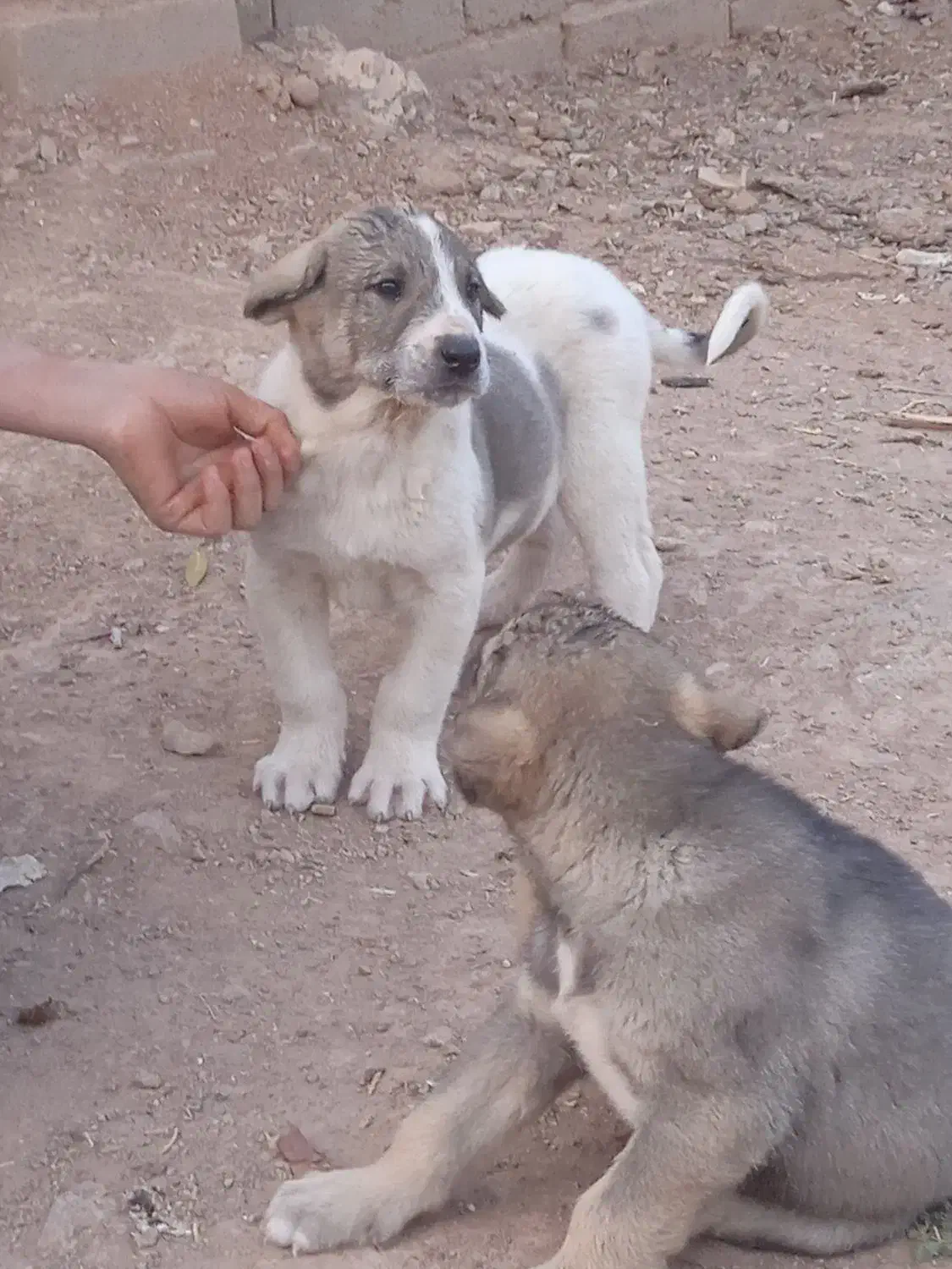 واگذاری حیوان اصیل|سگ|هشترود, |دیوار