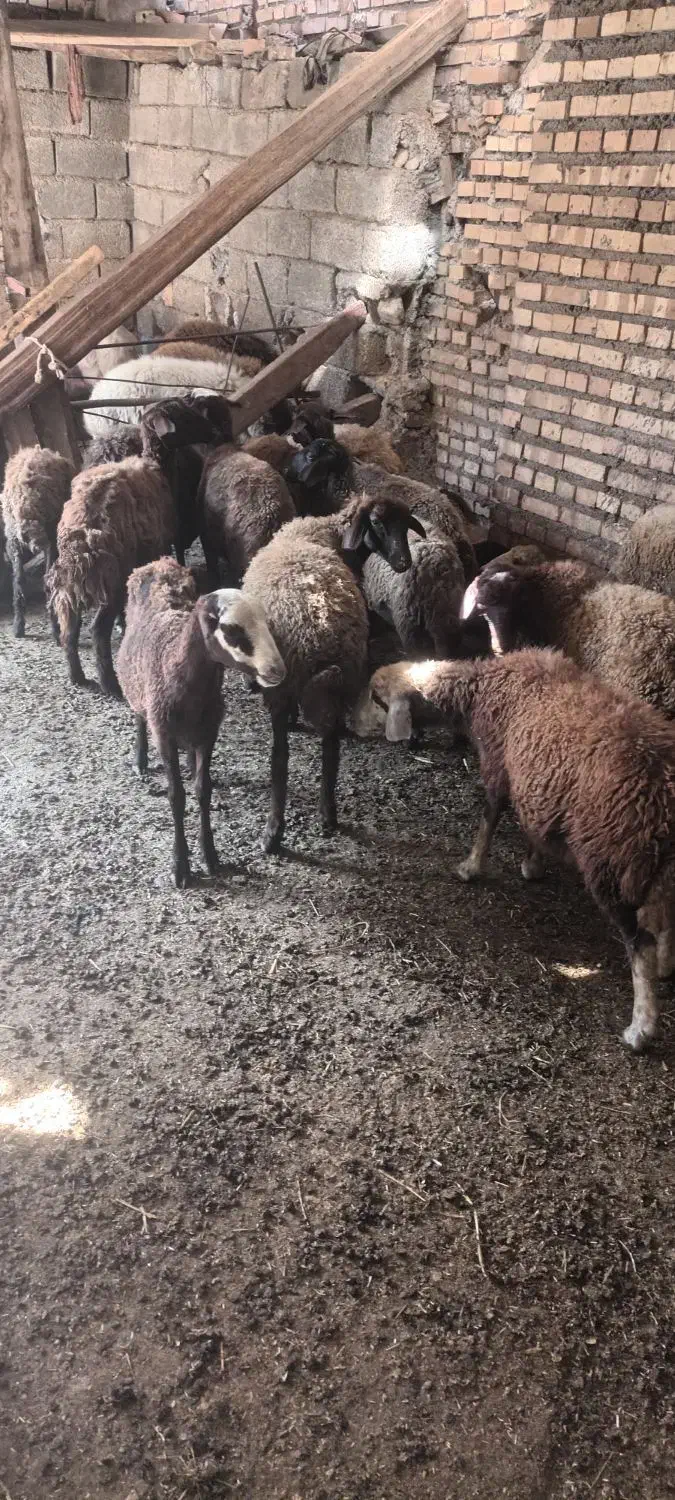 فروش گوسفند ابست وبره ریز درشت نرو ماده|حیوانات مزرعه|رامیان, |دیوار