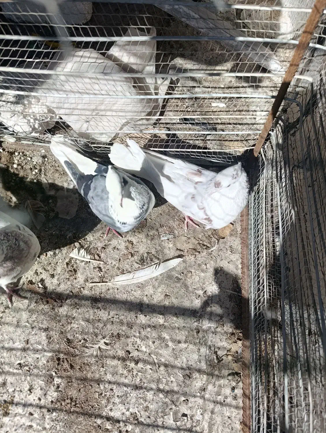 کبوتر ساعت بالا|پرنده|هشتگرد, شهرک کوثر|دیوار