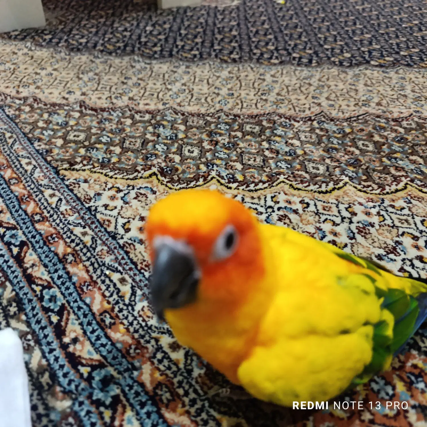 طوطی|پرنده|پرند, فاز ۱|دیوار