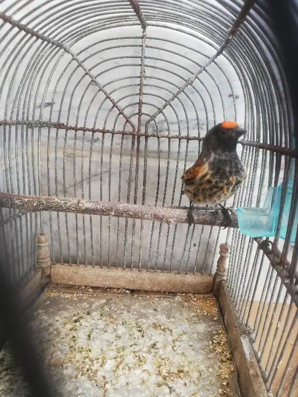 گلبسر نر عالی|پرنده|تهران, امام زاده عبدالله|دیوار