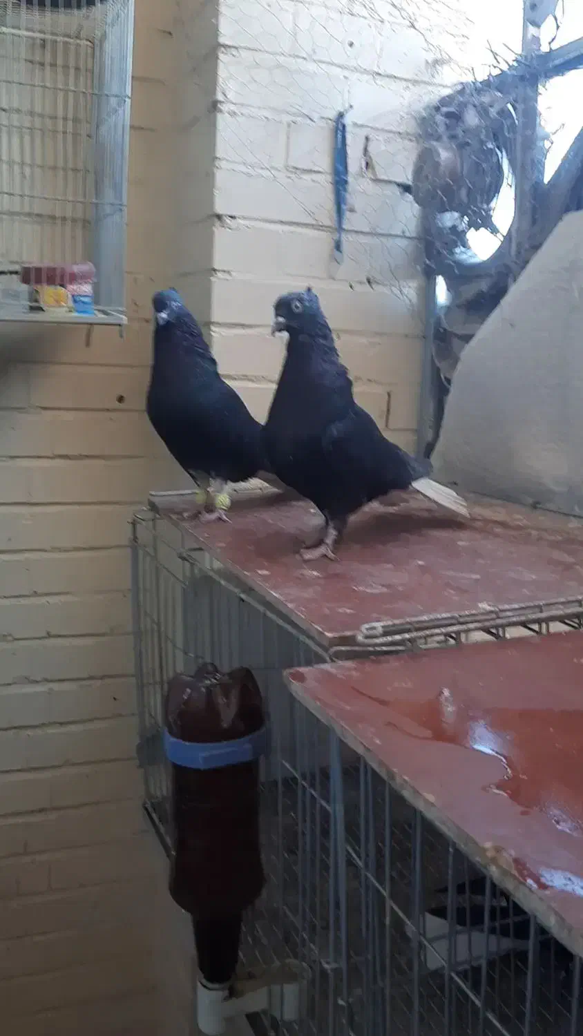 دم سفید|پرنده|فولادشهر, A3|دیوار