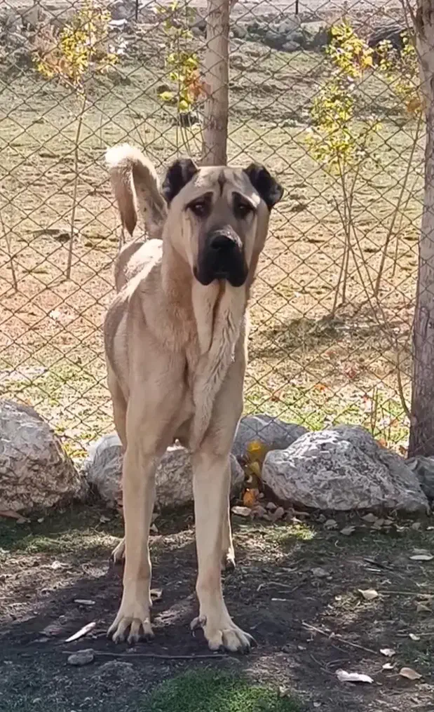 سگ سرابی خاص|سگ|شوط, |دیوار