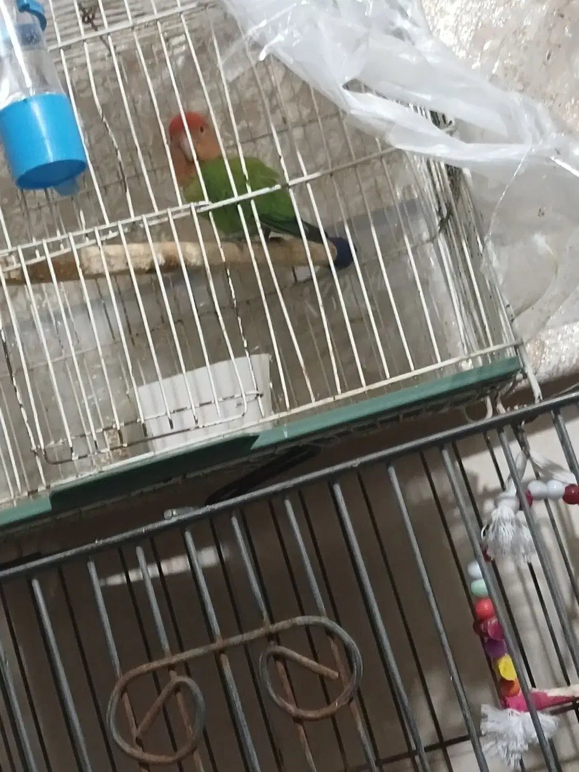 طوطی برزیلی|پرنده|قرچک, مهدیه|دیوار