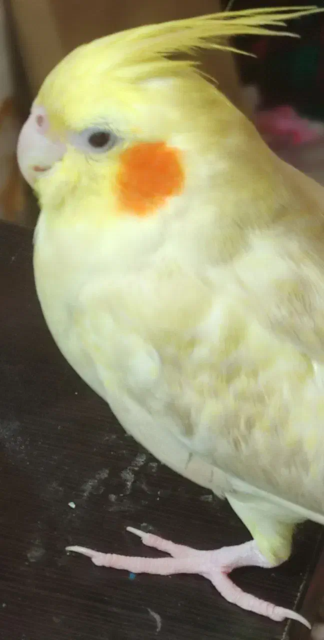 گمشده|حیوانات|تایباد, |دیوار