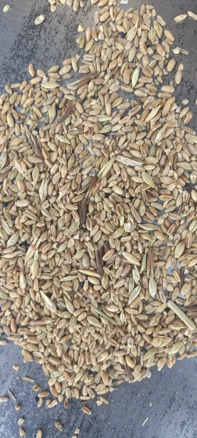 نیم دانه شسته درجه یک|لوازم جانبی حیوانات|گنبد کاووس, |دیوار