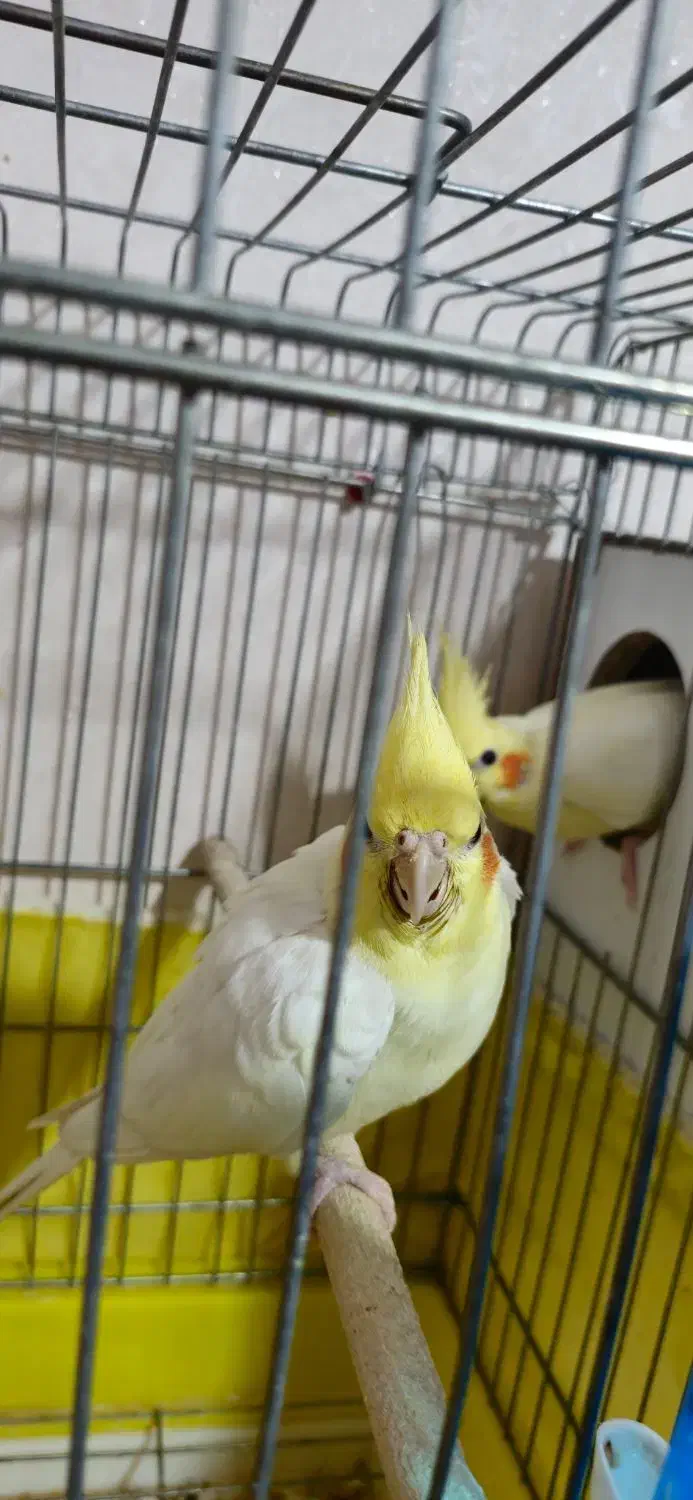 عروس هلندی لوتینو مولد به همراه تخم نطفه دار|پرنده|نسیم‌شهر, |دیوار