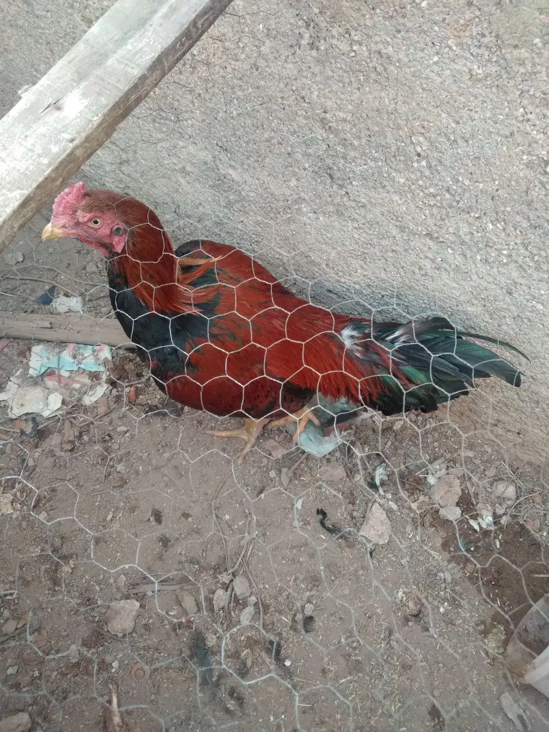 س دانگ سالم|حیوانات مزرعه|تاکستان, |دیوار