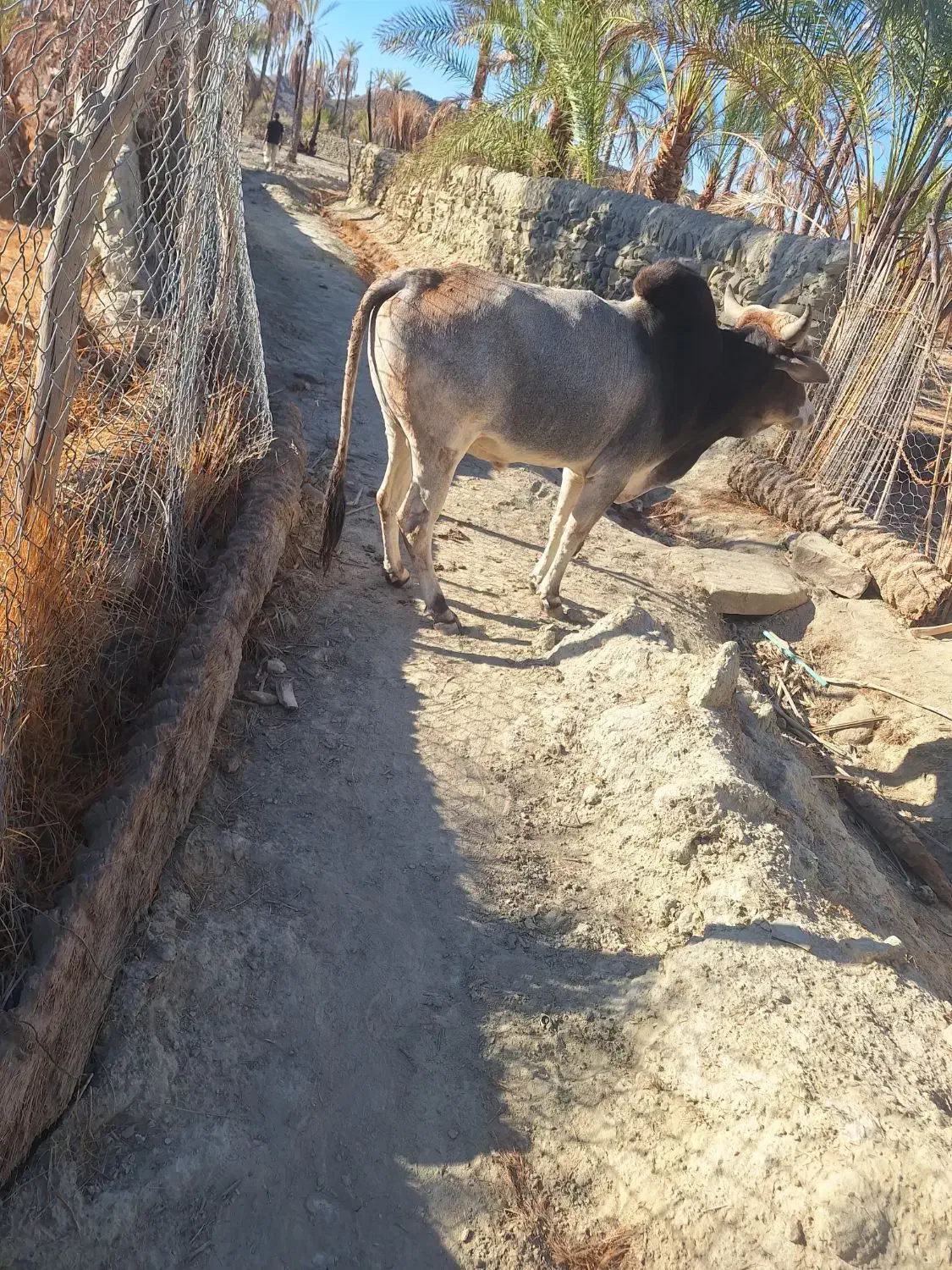 فروش گاو|حیوانات مزرعه|بنت, |دیوار