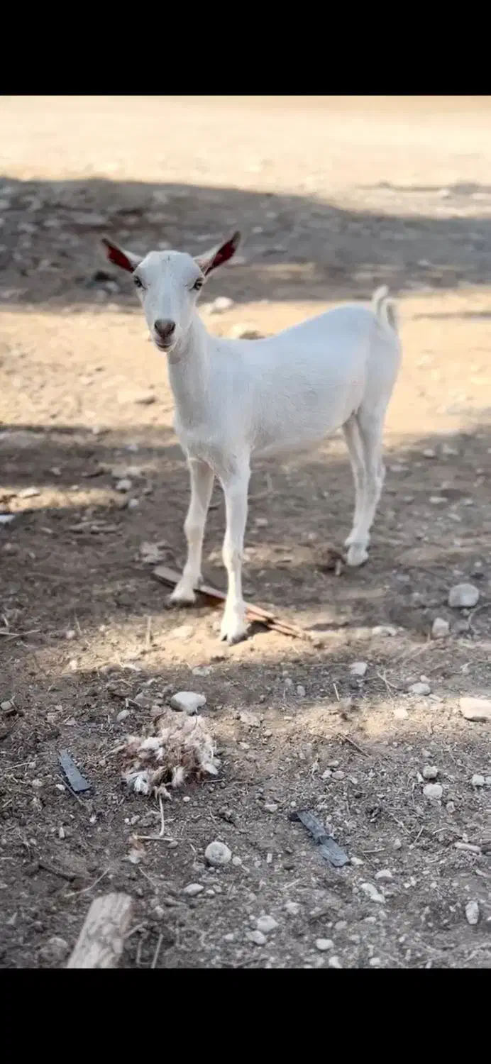 بز چند قلوزا|حیوانات مزرعه|گراش, |دیوار