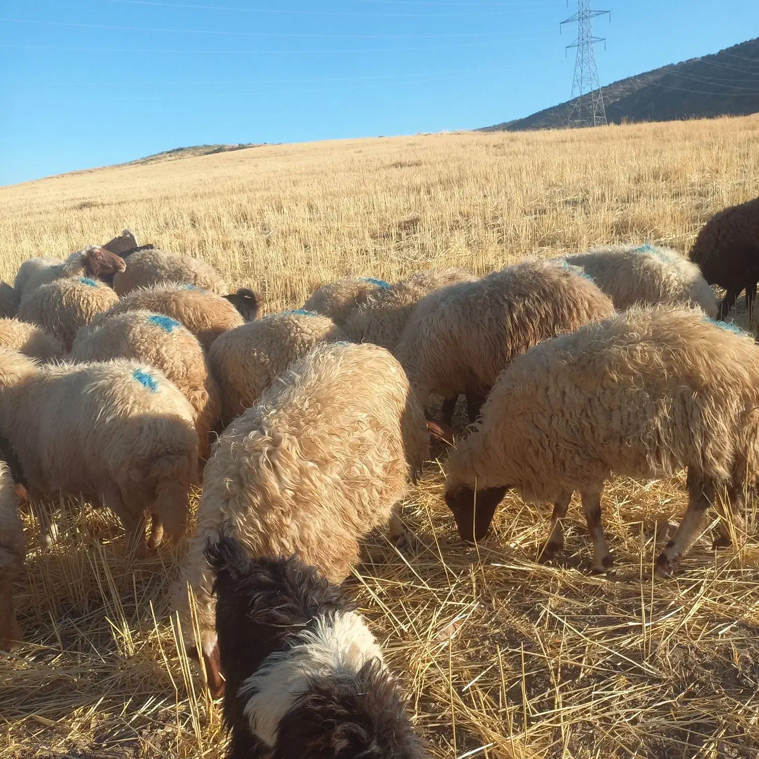 شک داشتی|حیوانات مزرعه|چرداول, |دیوار