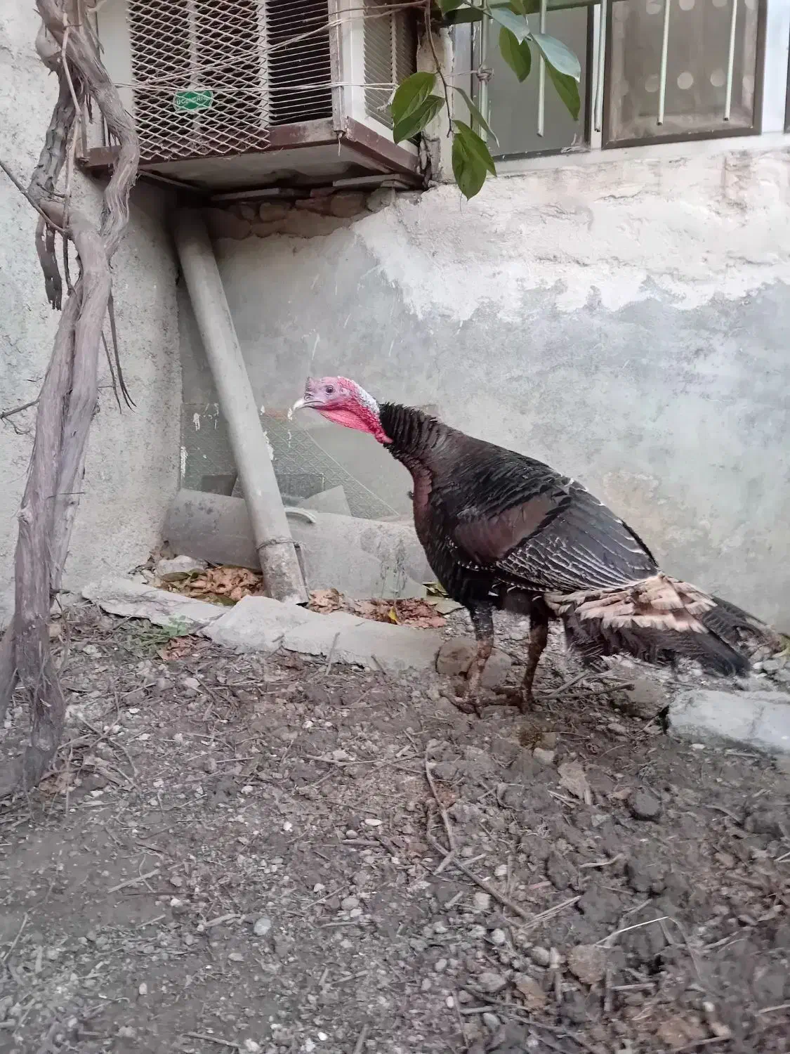 بقلمون|حیوانات مزرعه|آزادشهر, |دیوار