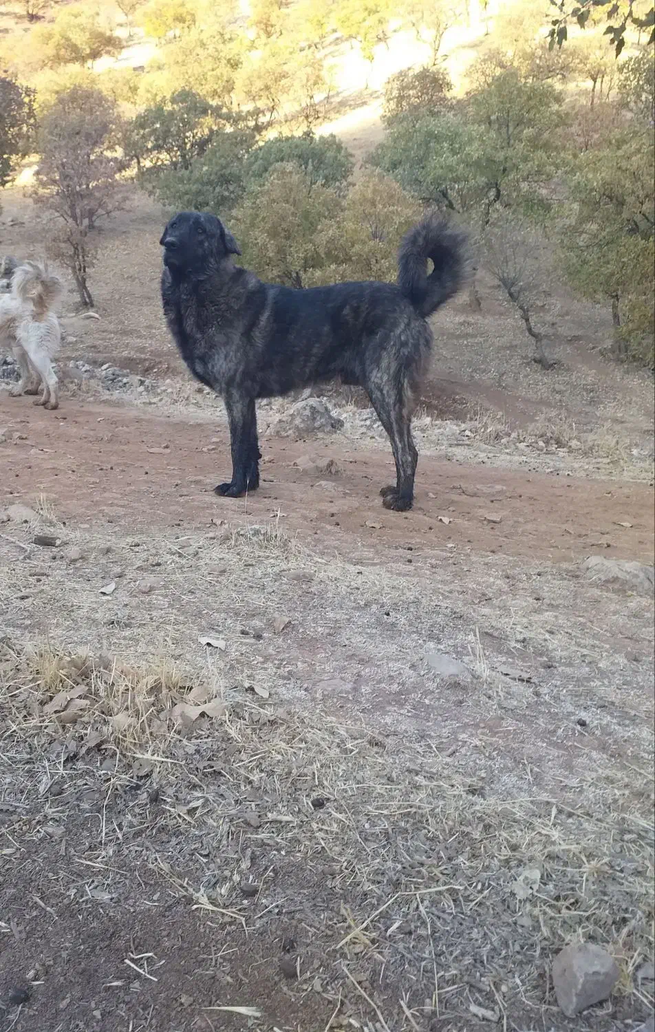 واگذاری سگ|سگ|اسلام‌‌آباد غرب, |دیوار