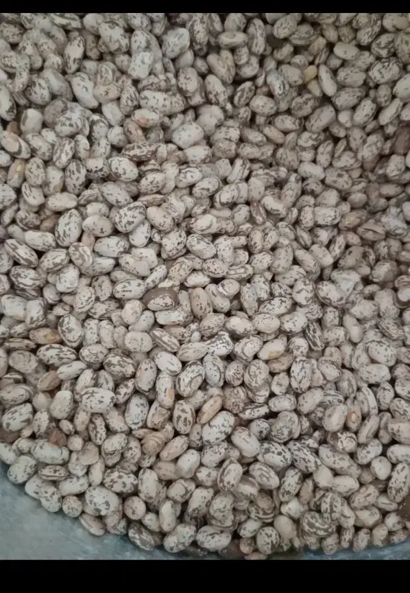 لوبیا چیتی محلی امسال|خوردنی و آشامیدنی|دهدشت, |دیوار