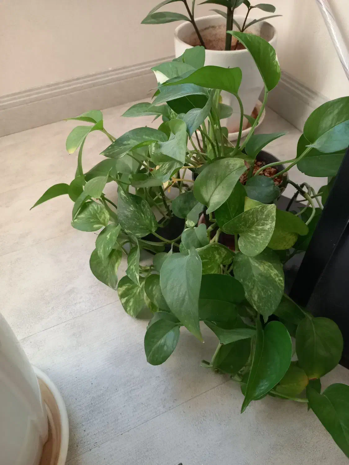 گلهای  خانگی|گل و گیاه طبیعی|نیشابور, بزرگمهر|دیوار