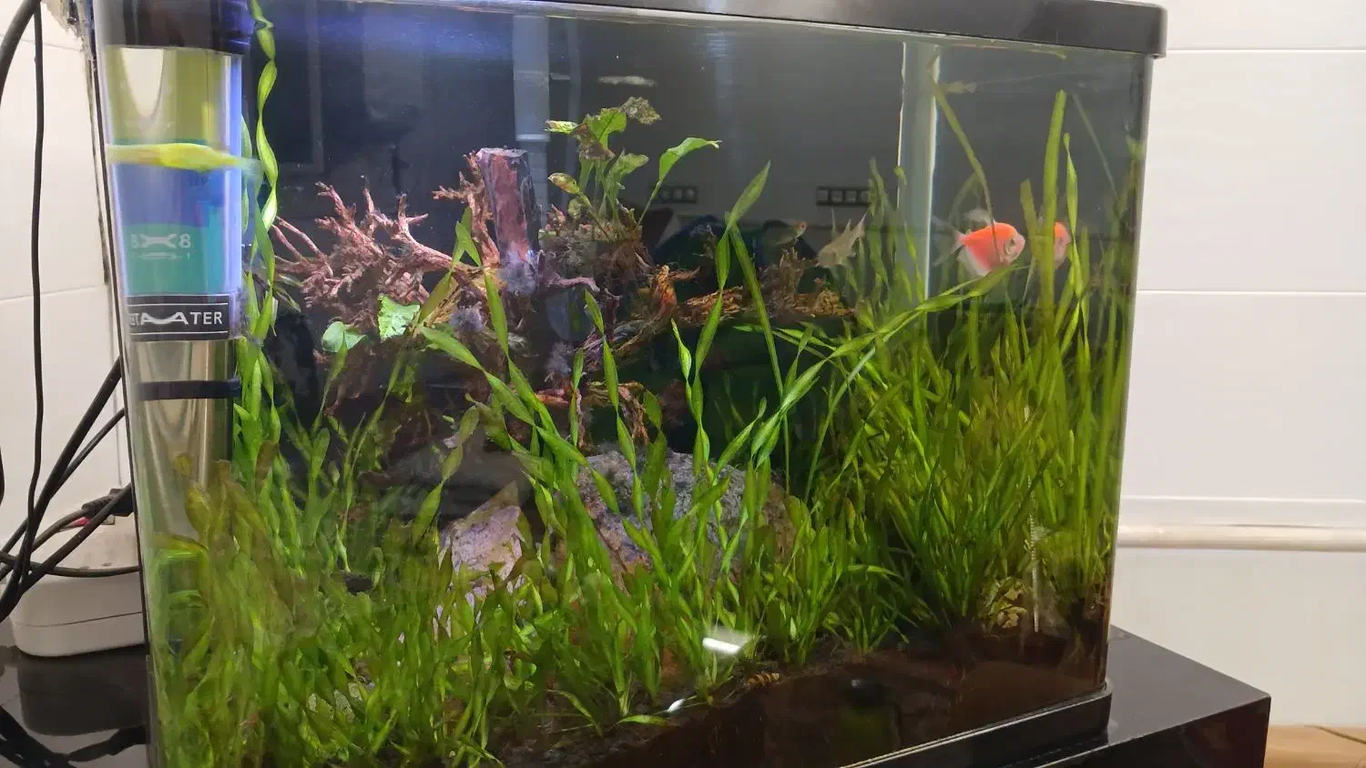 آکواریوم پلنت|ماهی|قم, نخودی|دیوار