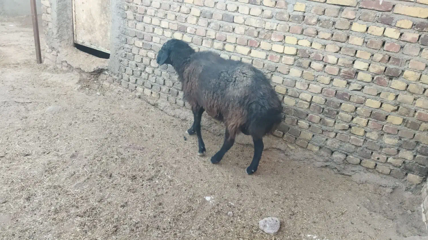 بره نر چاق گوشتی ۵۰ کیلو|حیوانات مزرعه|هشتگرد, شهرک صنعتی هشتگرد|دیوار