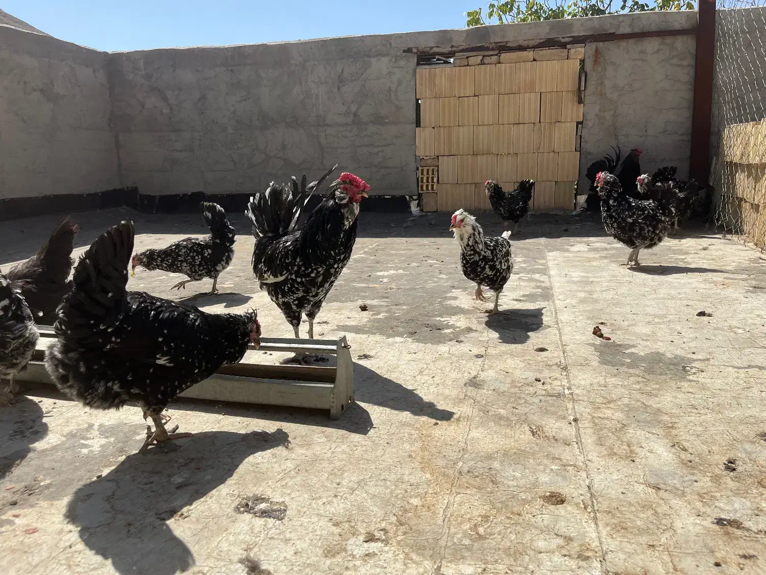 تخم مرغ گلین|حیوانات مزرعه|اصفهان, شاهزاده ابراهیم|دیوار