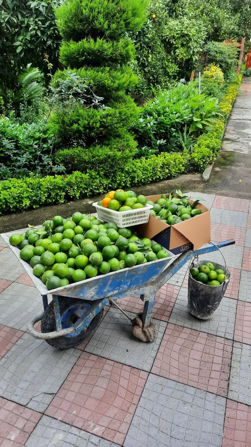 فروش نارنج|عمده‌فروشی|نوشهر, |دیوار