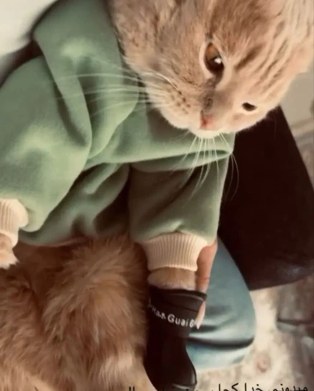 فروش گربه|گربه|تربت‌حیدریه, ۴۵ متری|دیوار