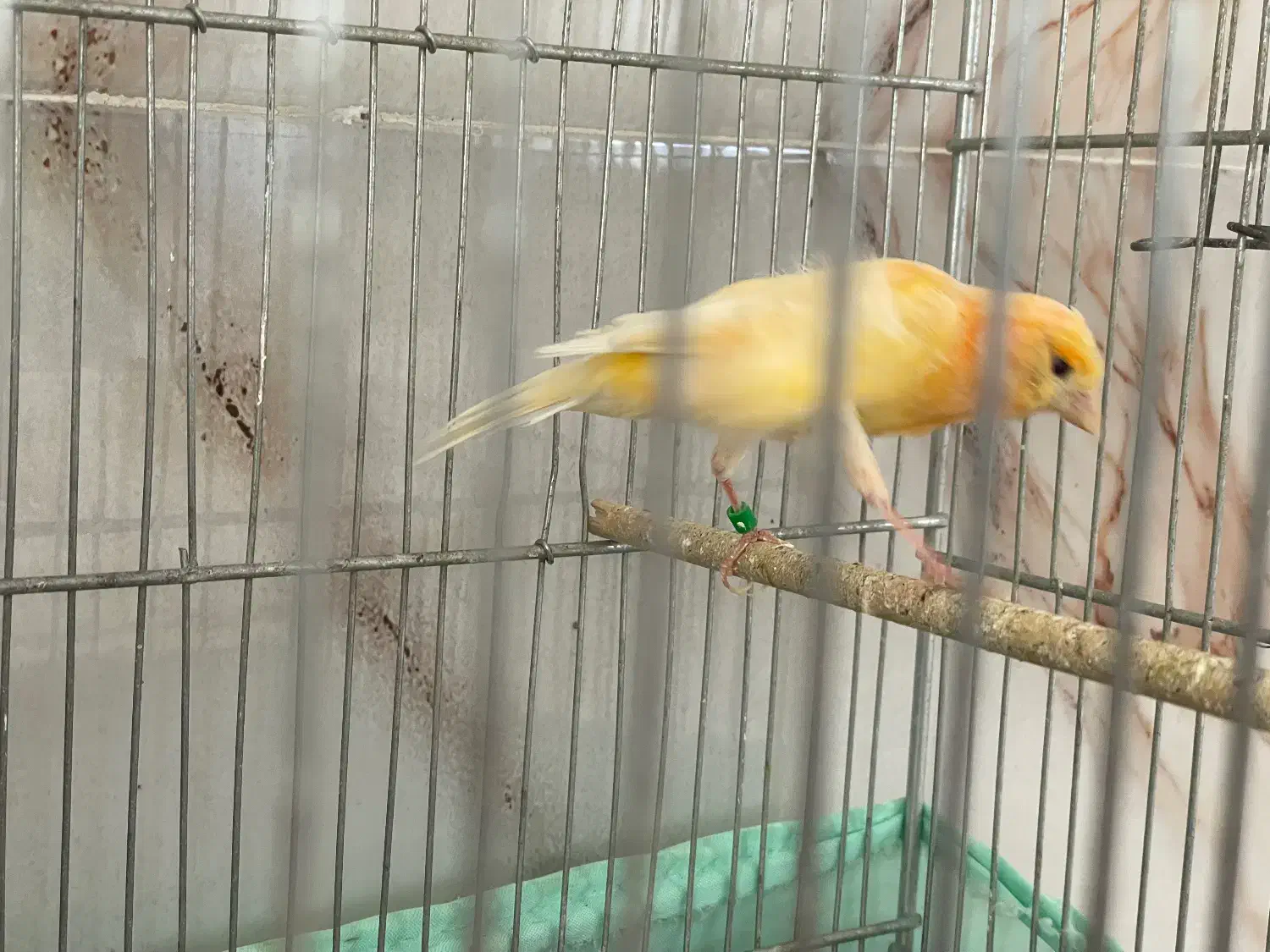 قناری پرتقالی|پرنده|مهاباد (آذربایجان غربی), |دیوار