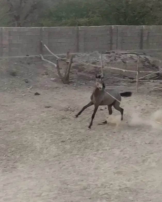 اسب مادیون کره عرب|اسب و تجهیزات اسب‌سواری|قشم, |دیوار