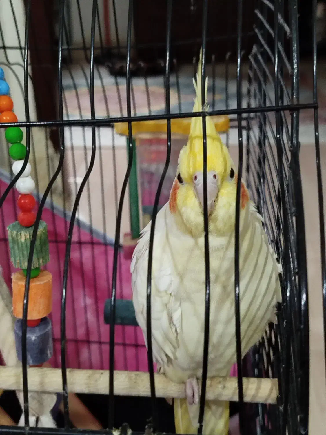 عروس هلندی لوتینو|پرنده|رشت, آزادگان|دیوار