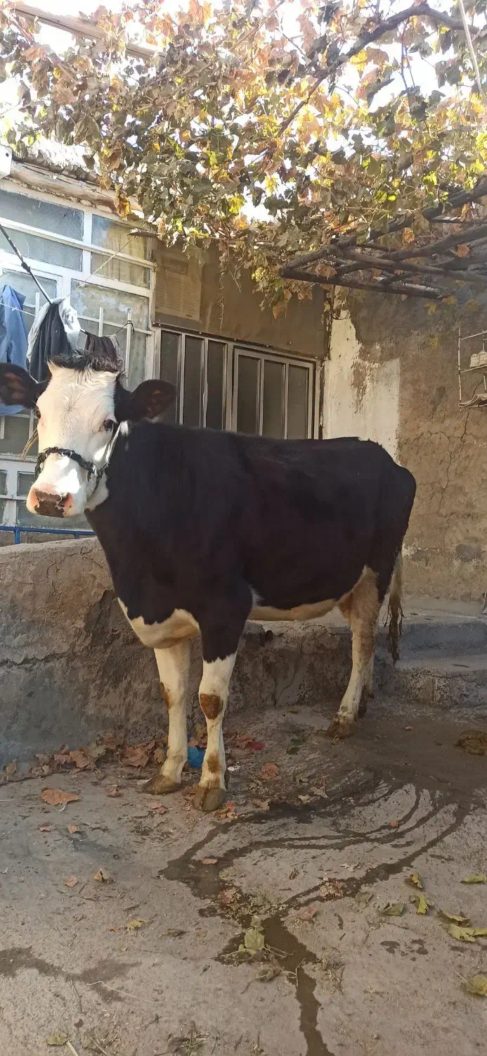 گاوسیمینتال اصیل ابستن|حیوانات مزرعه|صحنه, |دیوار