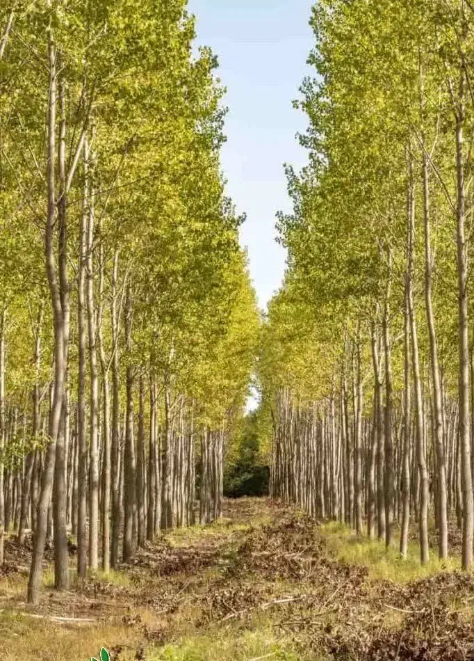 تولید درخت کبوده|خدمات باغبانی و درختکاری|بانه, |دیوار