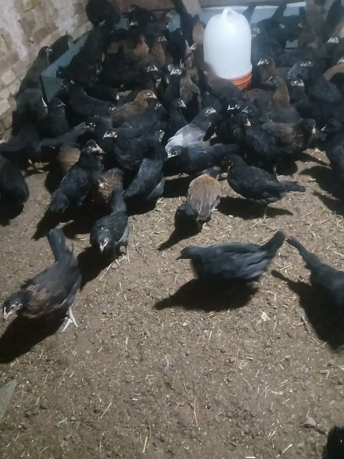 نیمچه مرغ رسمی|حیوانات مزرعه|بافق, |دیوار