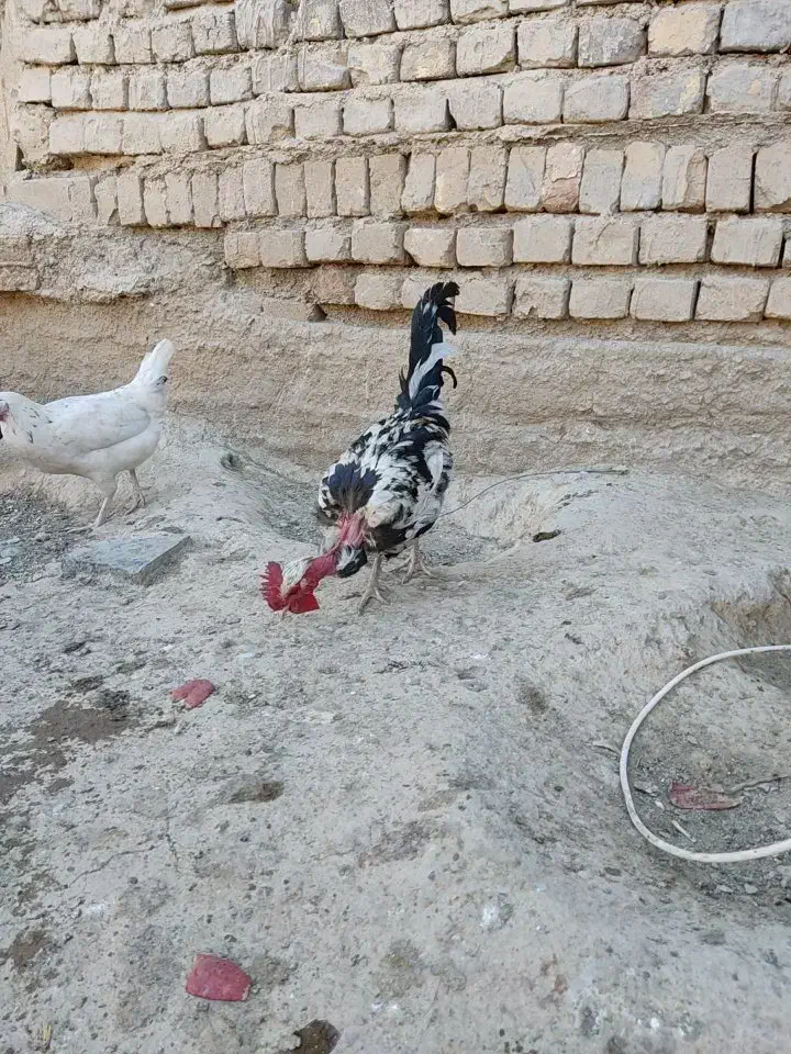 خروس گلین|حیوانات مزرعه|معصومیه, |دیوار