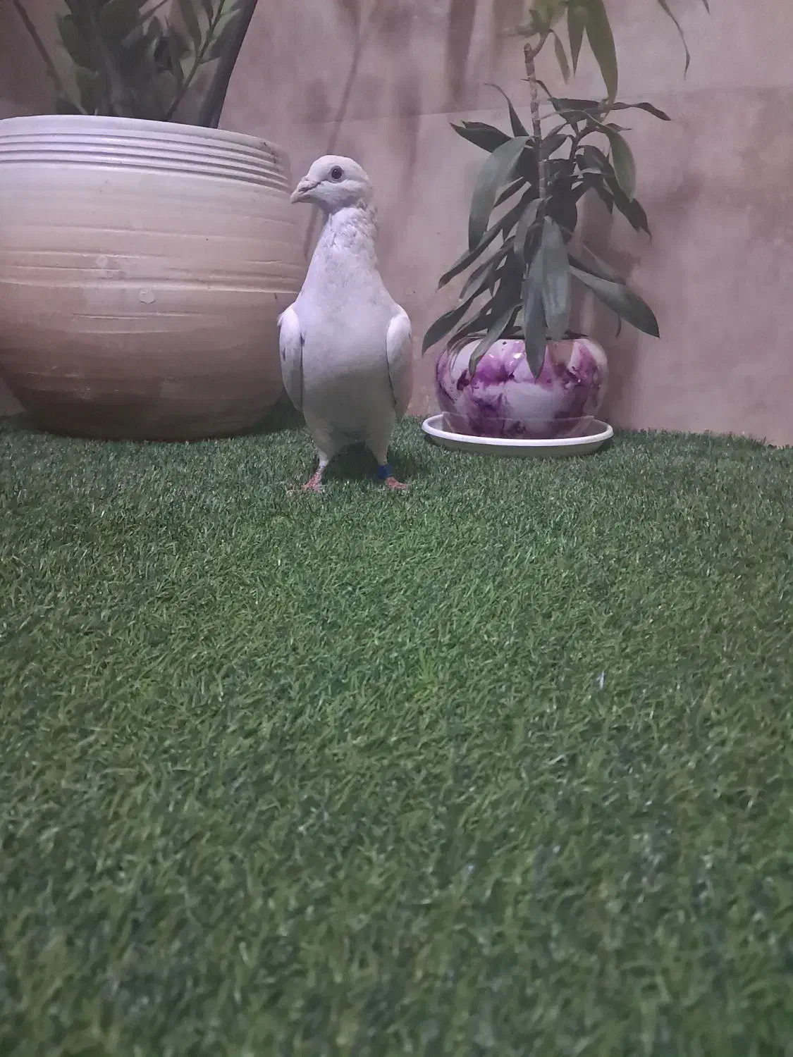 پلاکی سفید شکار|پرنده|شاهین‌شهر, گزبرخوار|دیوار