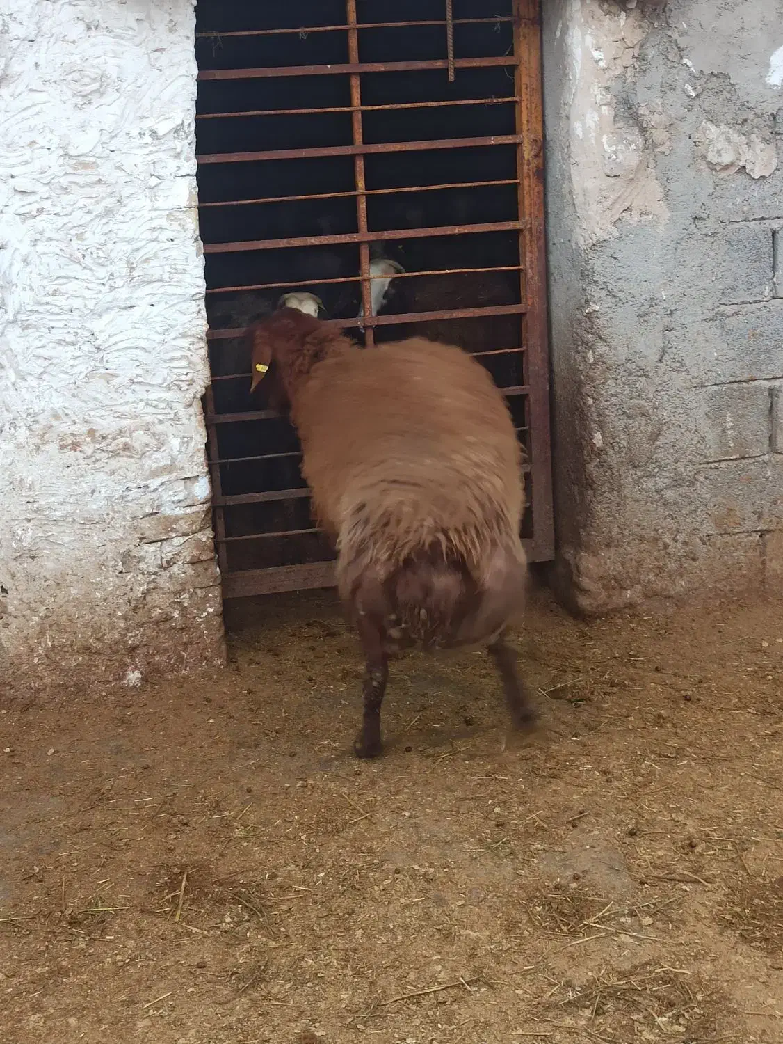 قوچ نژادار|حیوانات مزرعه|محمدیه-قزوین, |دیوار