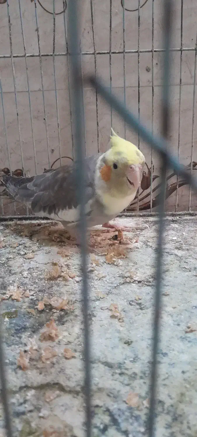 عروس هلندی بالغ|پرنده|زابل, |دیوار