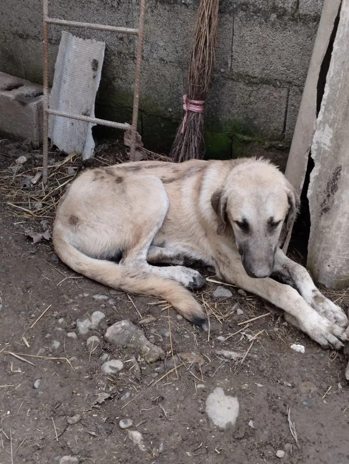 واگذاری سگ سرابی مخصوص گله|سگ|رضوانشهر, |دیوار