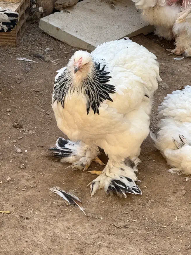 تخم نطفه دار برهما لایت و بلو لایت|حیوانات مزرعه|اصفهان, احمدآباد|دیوار