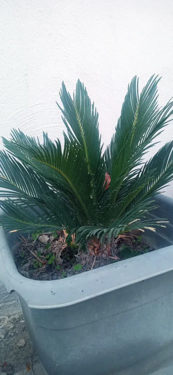 سیکاس|گل و گیاه طبیعی|شهریار, شهریار|دیوار