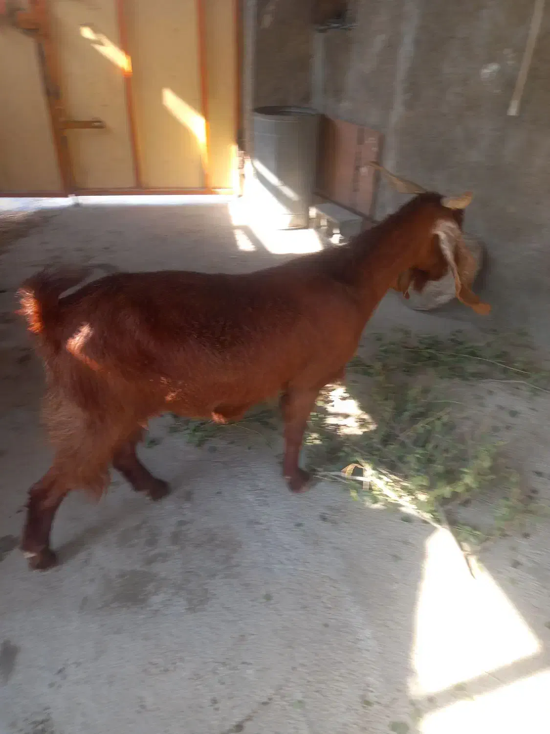 سه تا بز خوب در خونه ای|حیوانات مزرعه|خورموج, |دیوار