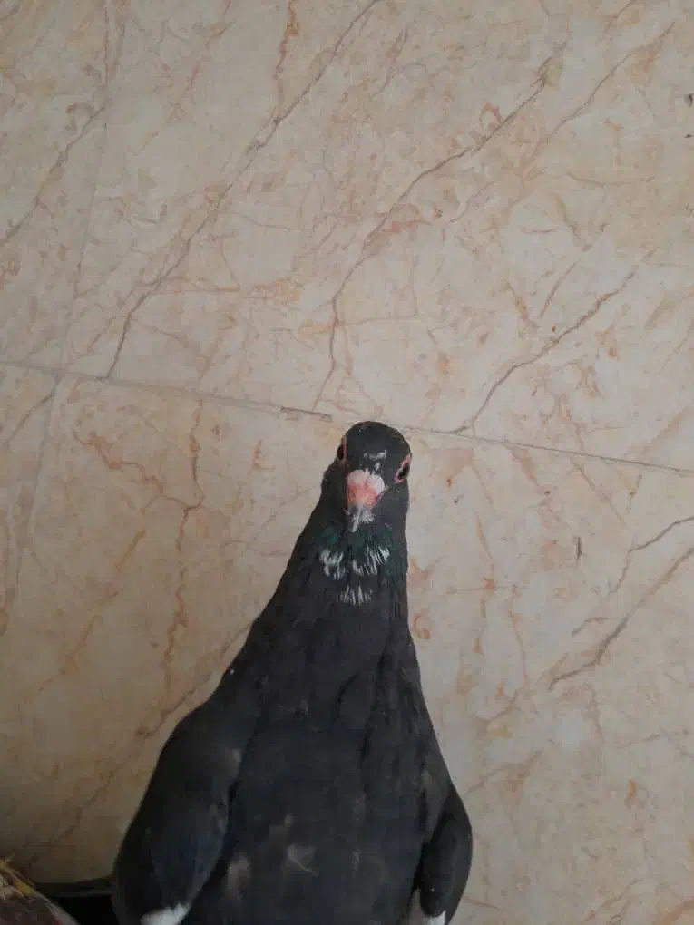 بله نرونرناده خوشکل|پرنده|ماهان, |دیوار