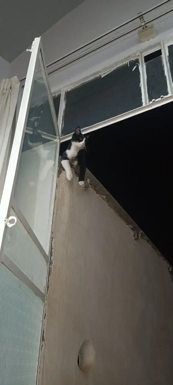 گربه گمشده|گربه|آران و بیدگل, |دیوار